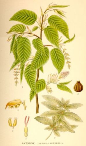 Zygia - Carpinus betulus - граб обыкновенный
